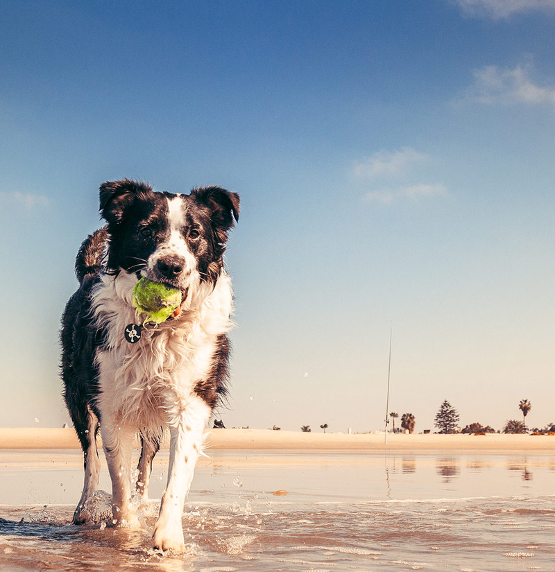 Illustration for article titled 39 *Scratchy Scratchy* Photos of Dogs